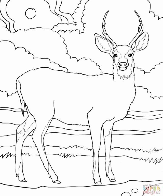 deer-coloring-page-0065-q1