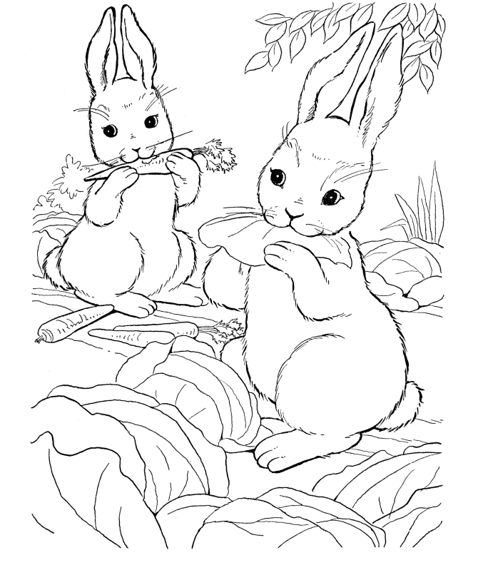 farm-animal-coloring-page-0057-q1