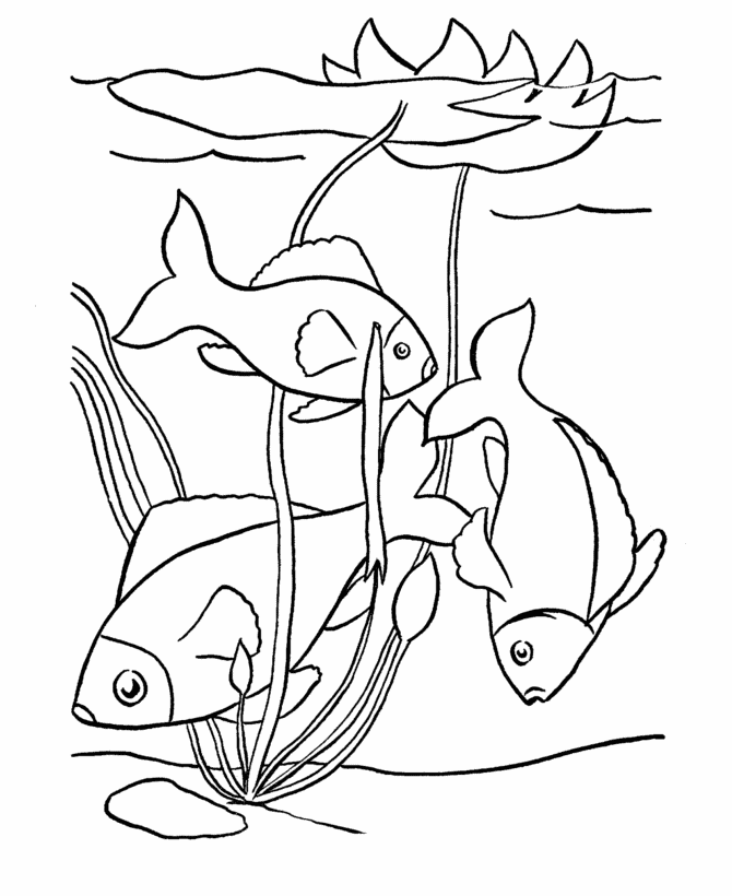 fish-coloring-page-0072-q1