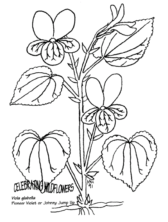 flower-coloring-page-0071-q3
