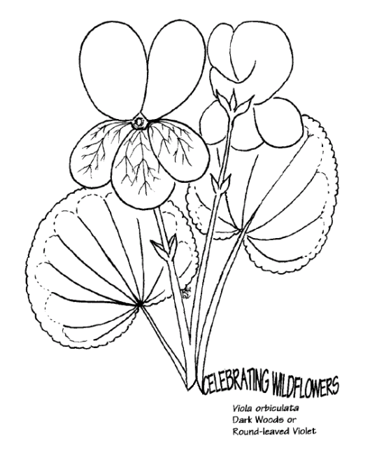 flower-coloring-page-0090-q3
