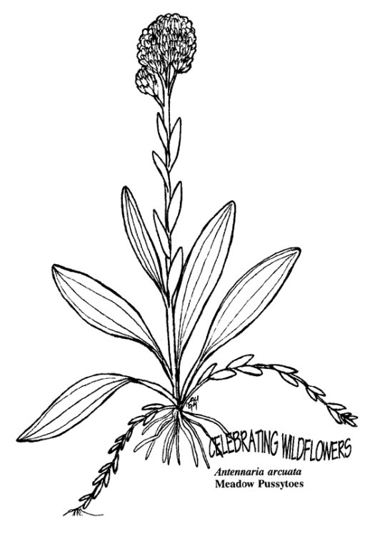 flower-coloring-page-0095-q3