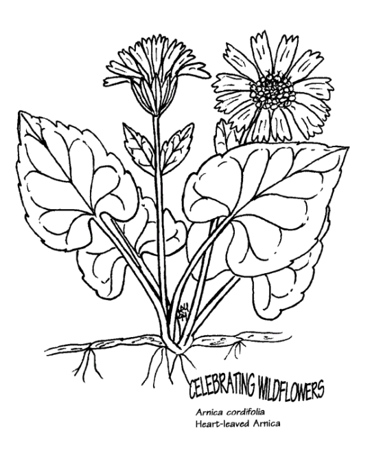 flower-coloring-page-0110-q3