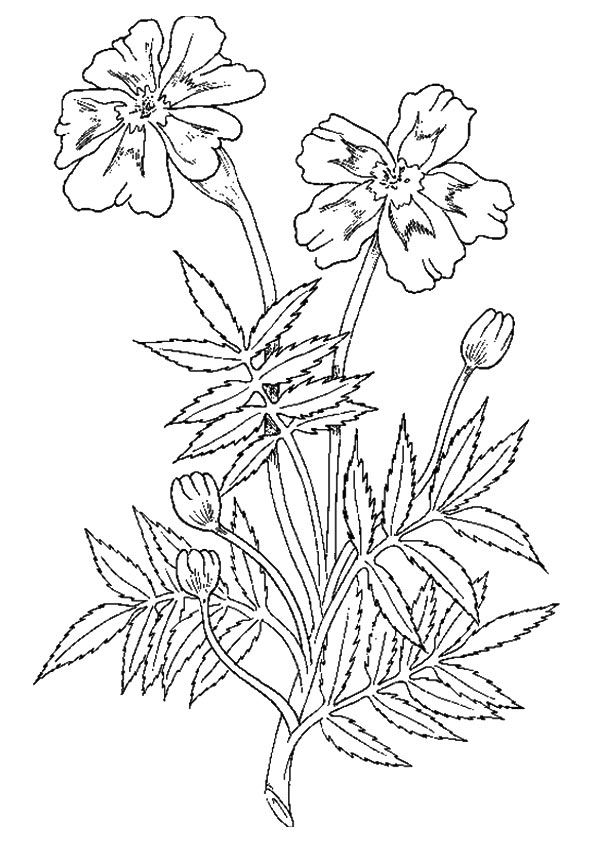 flower-coloring-page-0128-q2