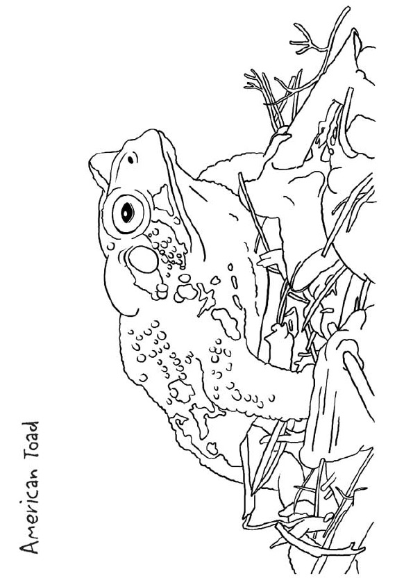 frog-coloring-page-0007-q2