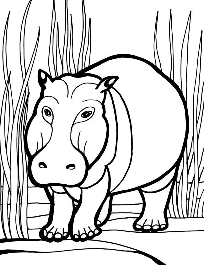 hippo-coloring-page-0061-q1