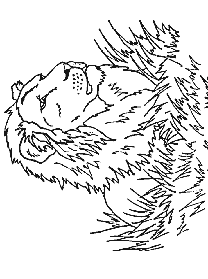 lion-coloring-page-0070-q1