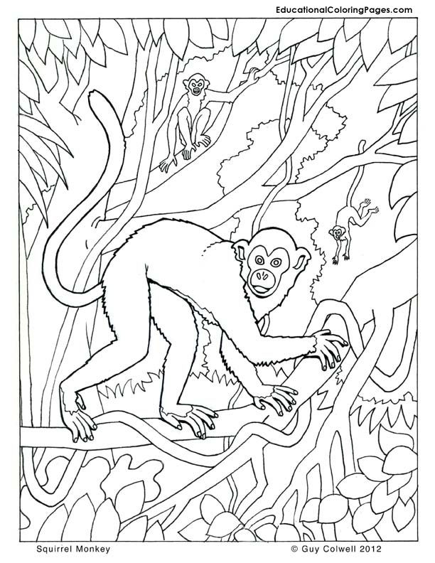 monkey-coloring-page-0004-q1