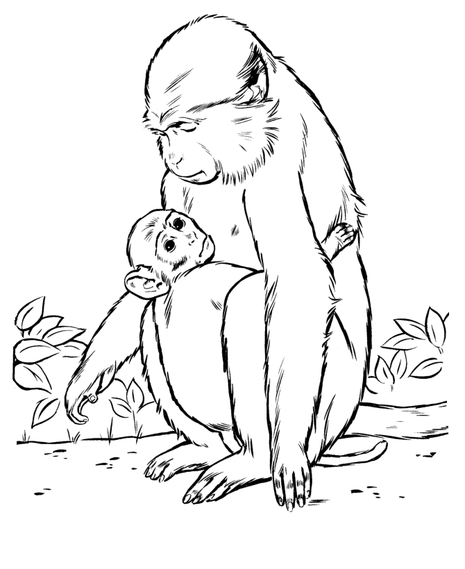 monkey-coloring-page-0058-q1