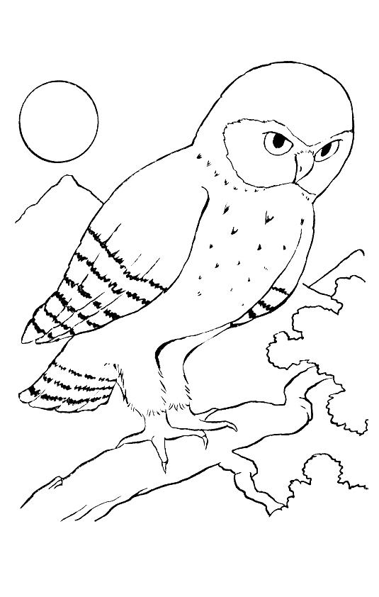 owl-coloring-page-0017-q2