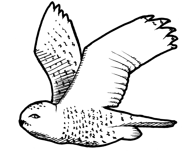 owl-coloring-page-0075-q1