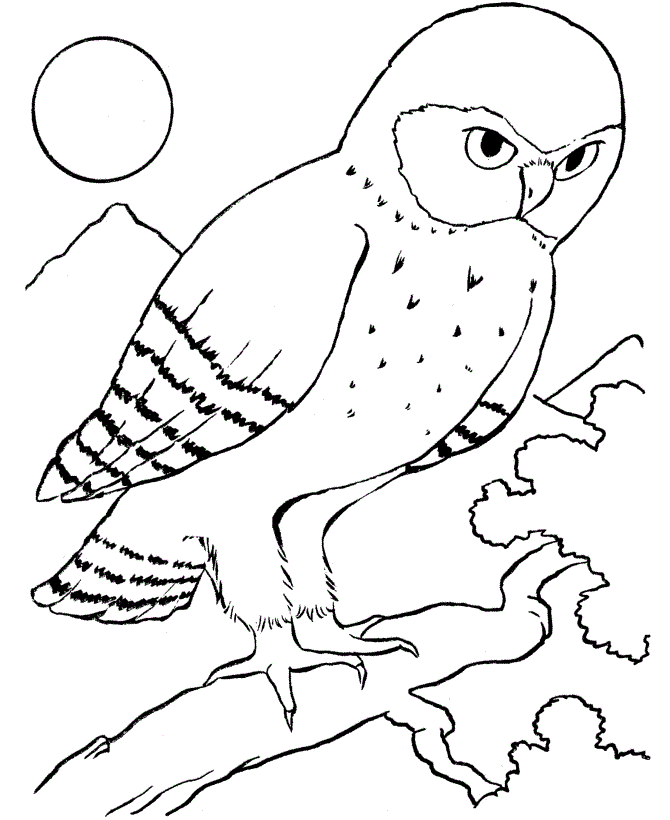 owl-coloring-page-0078-q1