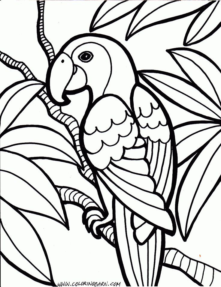 parrot-coloring-page-0002-q1