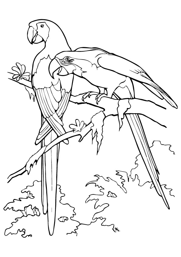 parrot-coloring-page-0022-q2