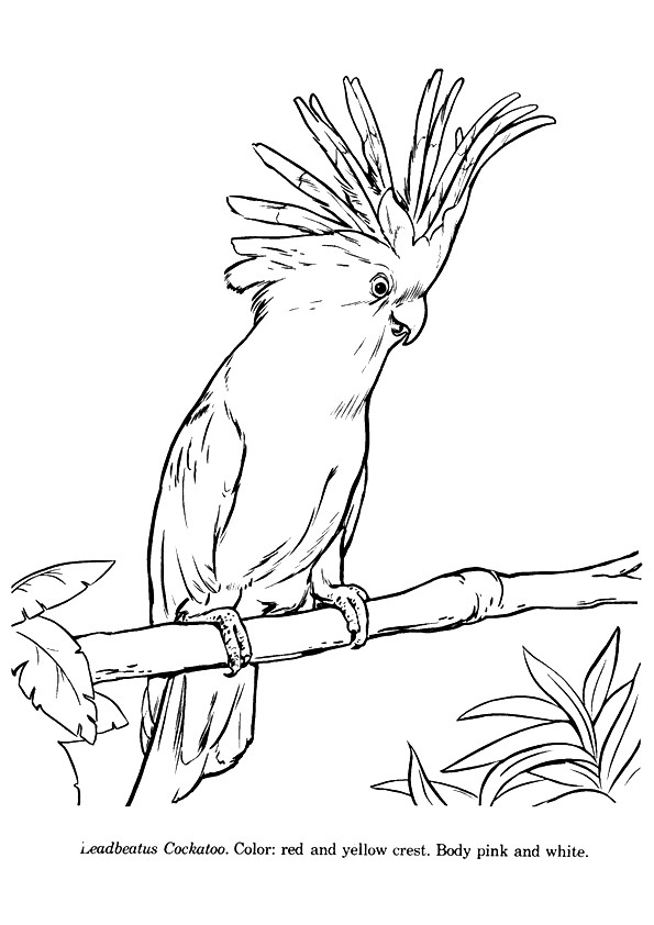 parrot-coloring-page-0036-q2