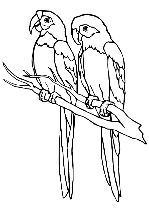 parrot-coloring-page-0038-q2