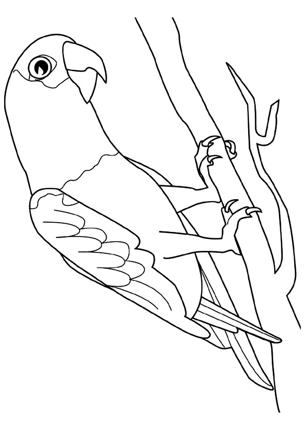 parrot-coloring-page-0054-q2