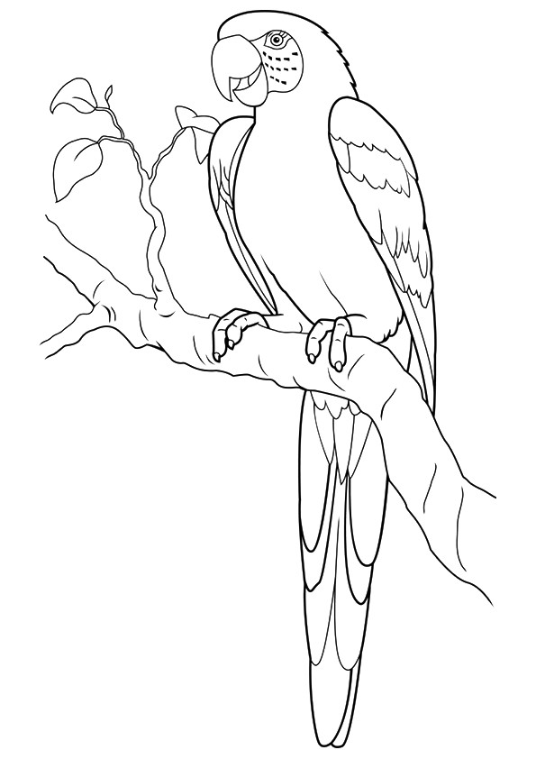 parrot-coloring-page-0061-q2