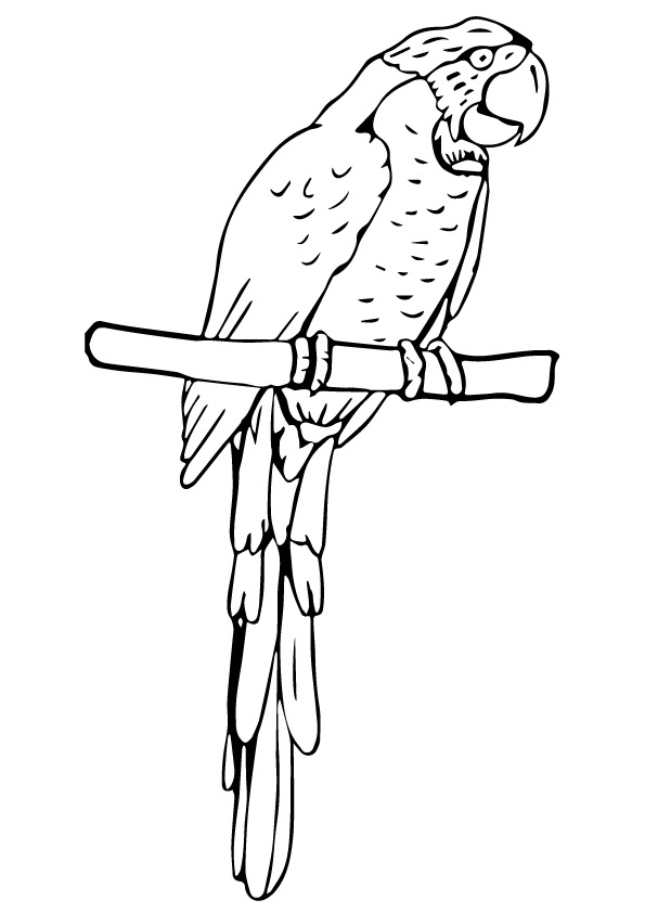 parrot-coloring-page-0063-q2