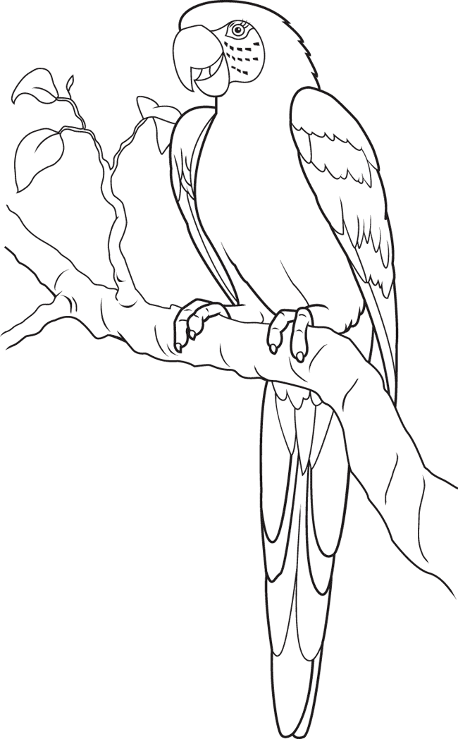 parrot-coloring-page-0077-q1