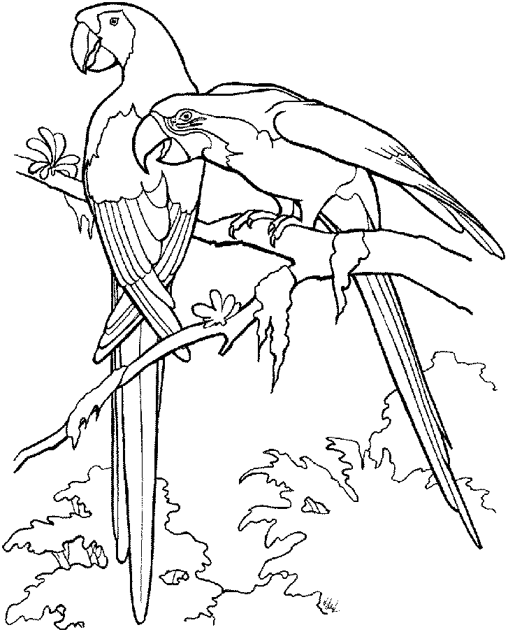 parrot-coloring-page-0097-q1