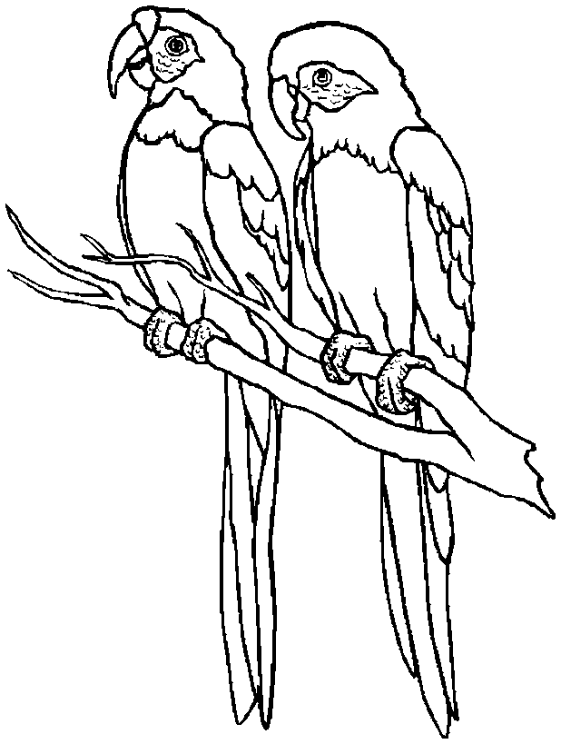 parrot-coloring-page-0101-q1