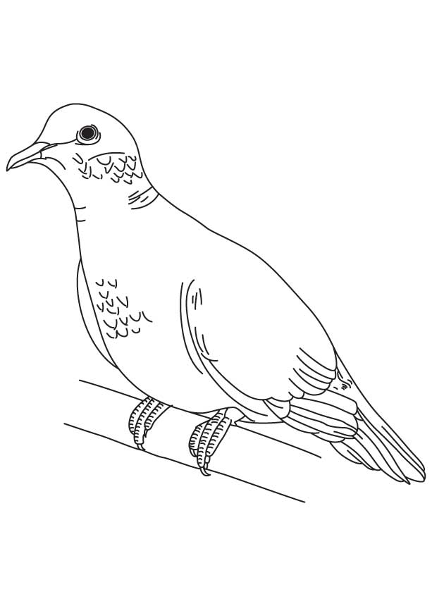 pigeon-dove-coloring-page-0033-q1