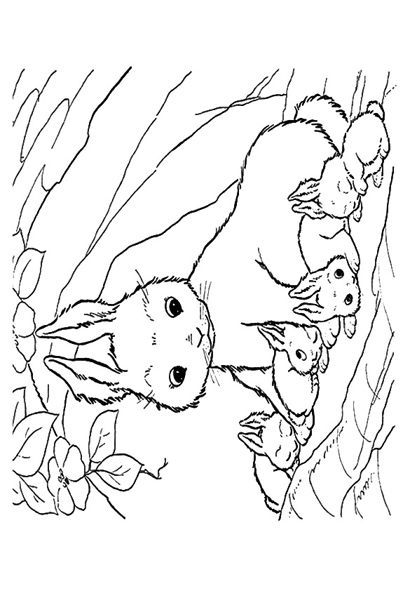 rabbit-coloring-page-0007-q2