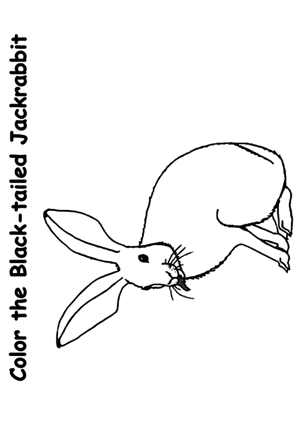 rabbit-coloring-page-0036-q2