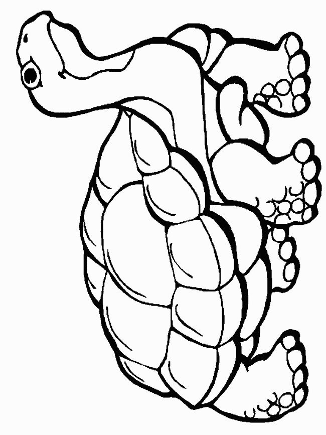 sea-animal-coloring-page-0148-q1