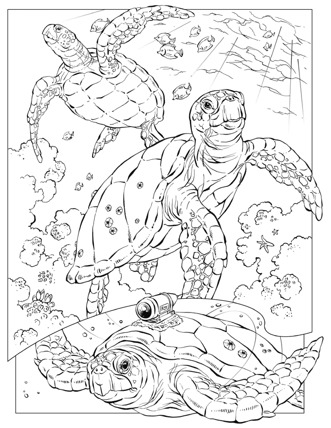 sea-animal-coloring-page-0193-q1