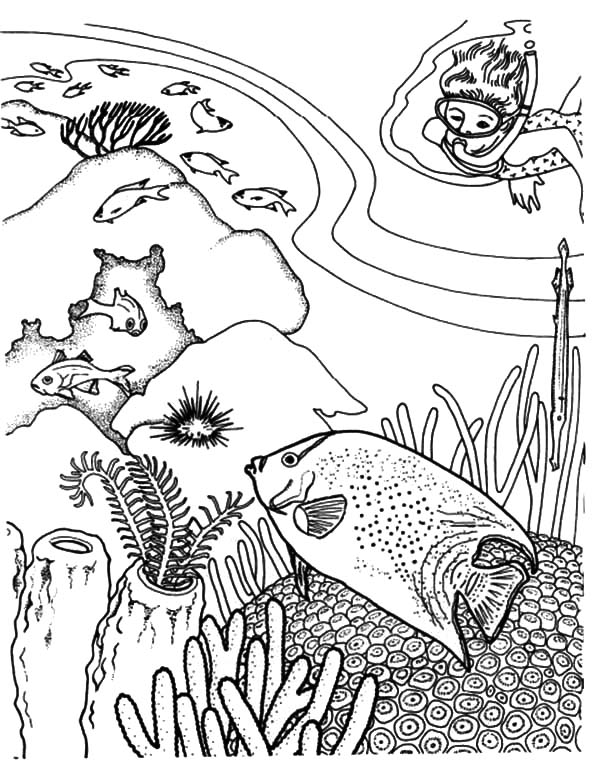 sea-animal-coloring-page-0217-q1