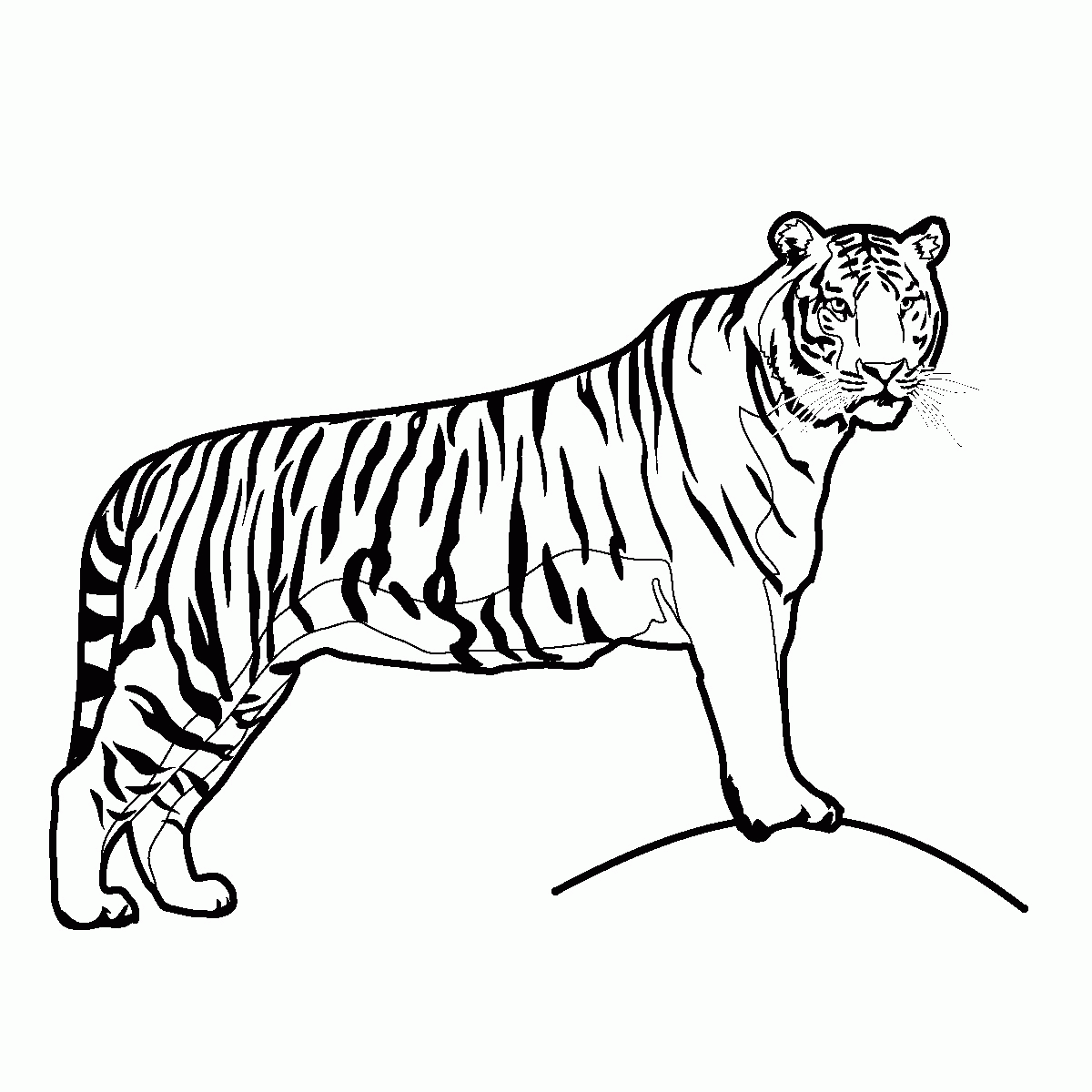 tiger-coloring-page-0010-q1