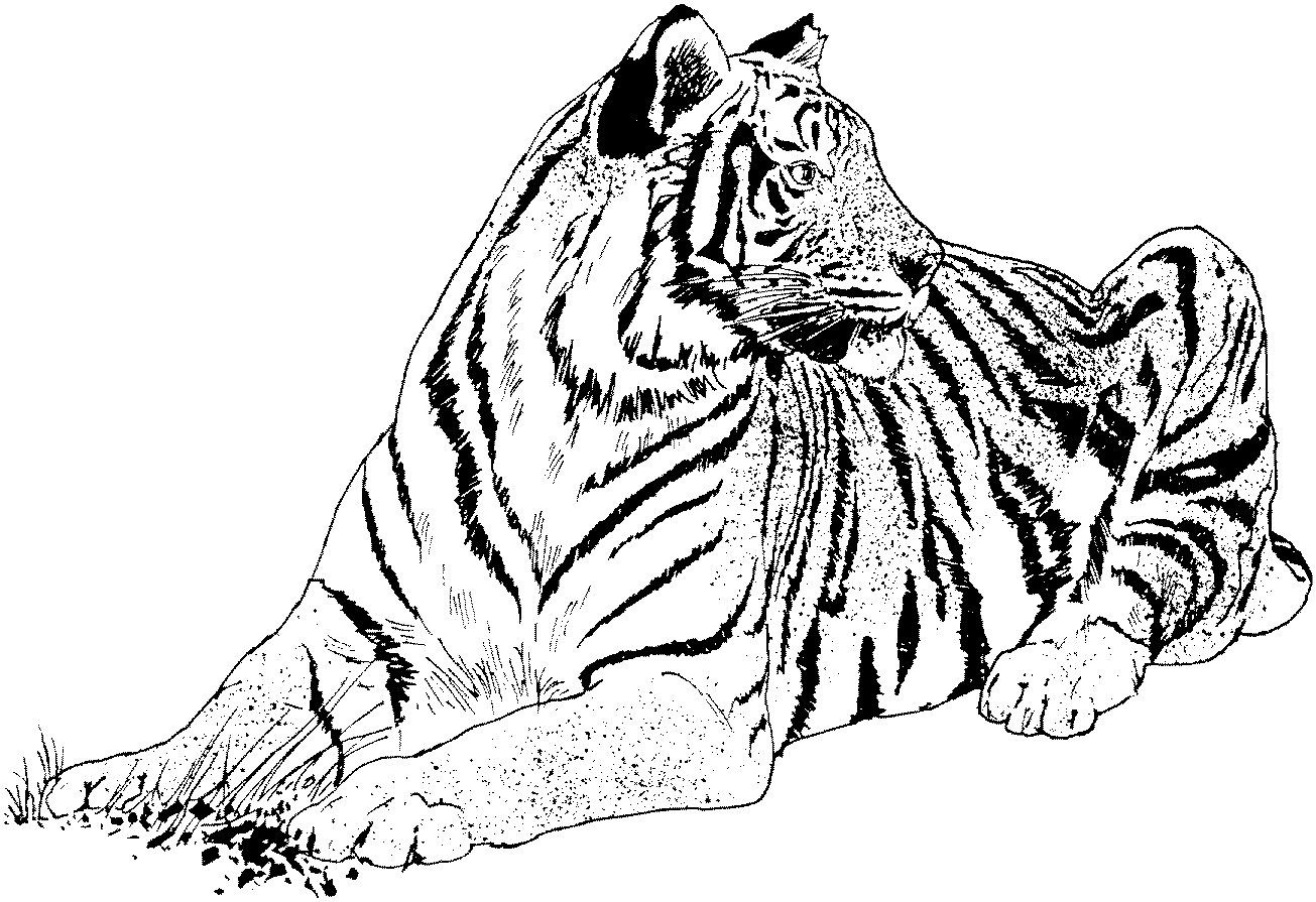 tiger-coloring-page-0012-q1