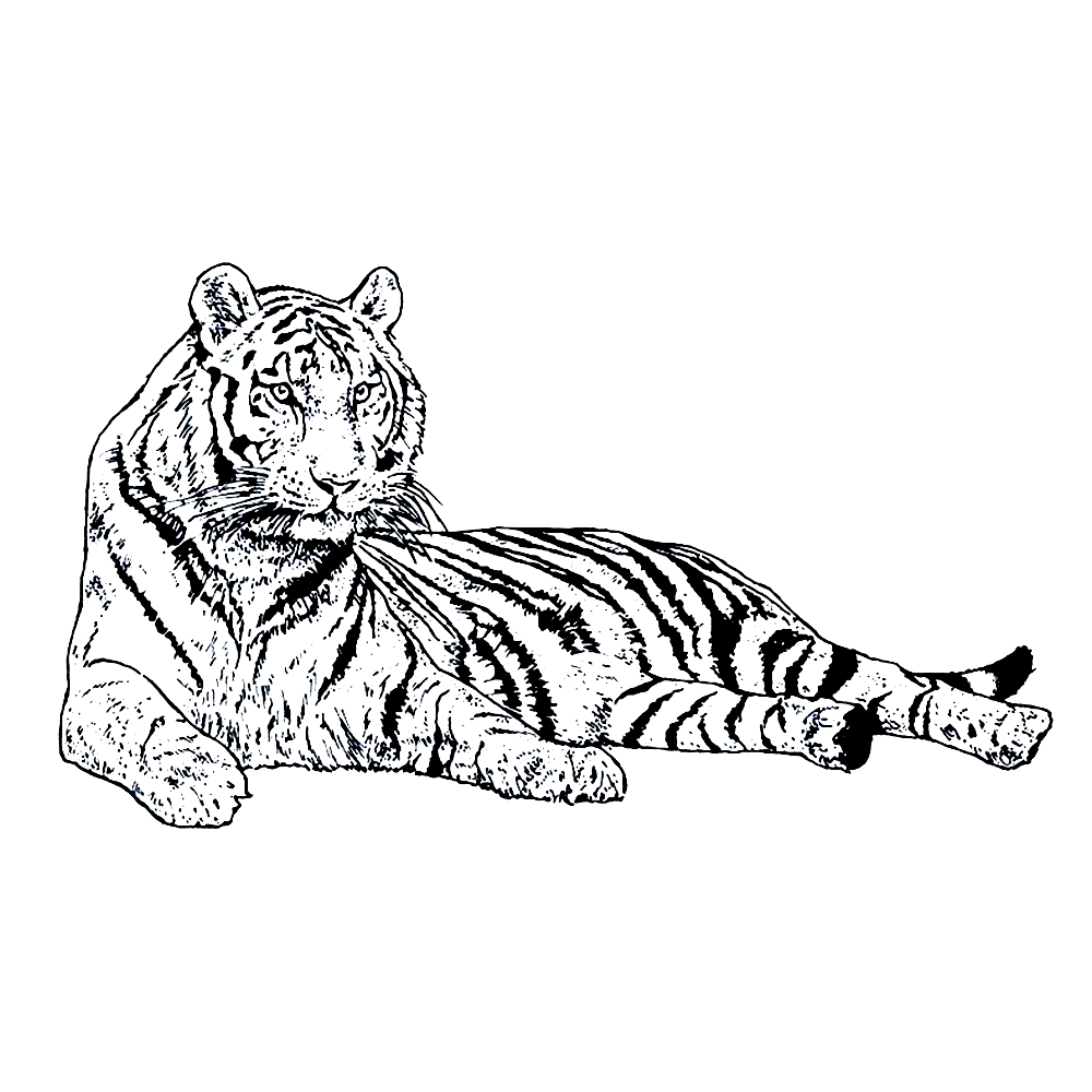 tiger-coloring-page-0030-q4