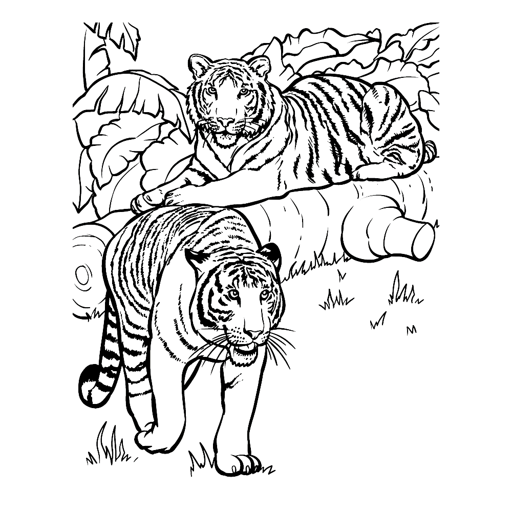 tiger-coloring-page-0037-q4