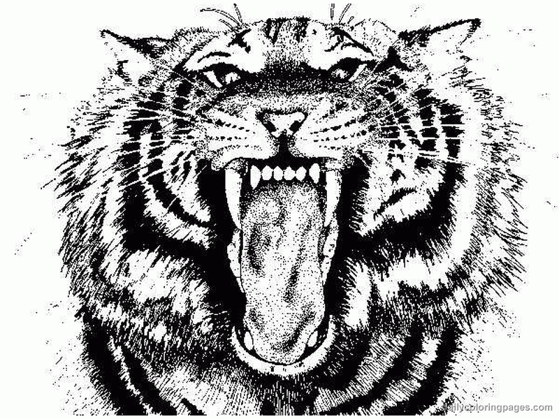 tiger-coloring-page-0060-q1