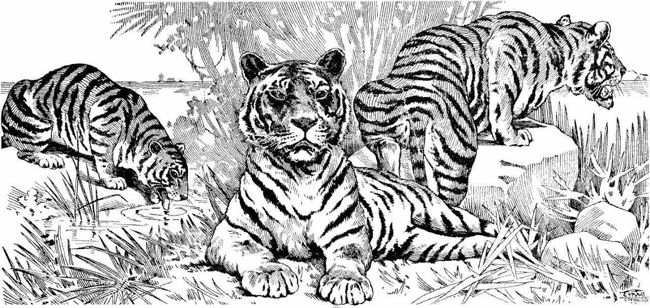 tiger-coloring-page-0067-q1