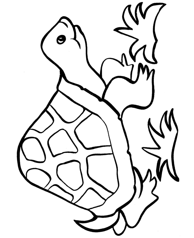tortoise-and-turtle-coloring-page-0007-q1