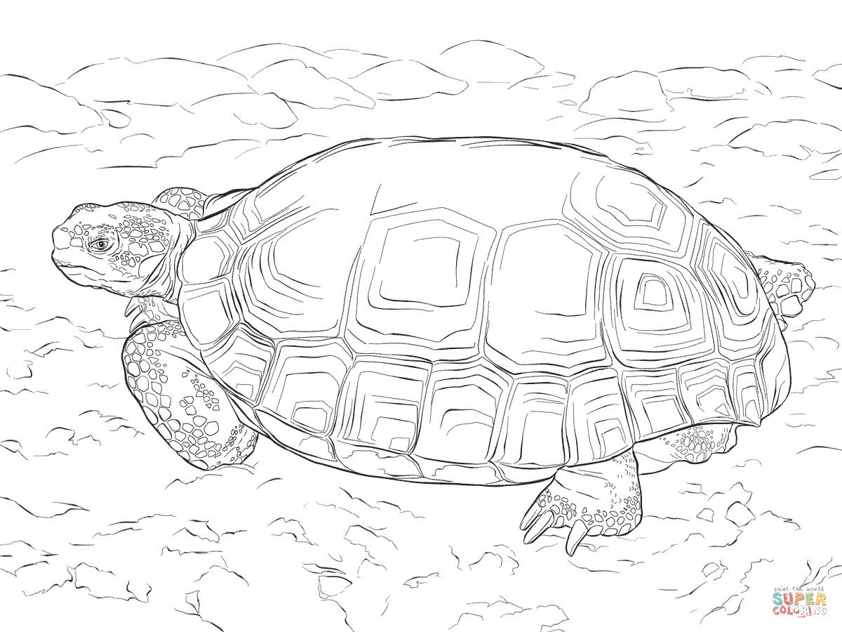 tortoise-and-turtle-coloring-page-0039-q1