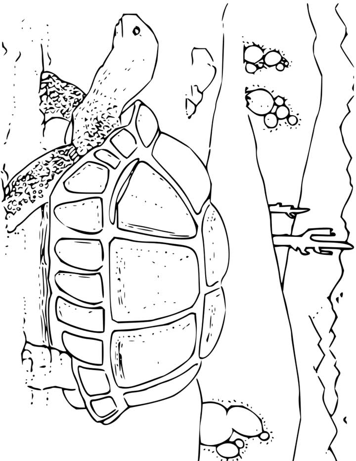 tortoise-and-turtle-coloring-page-0057-q1