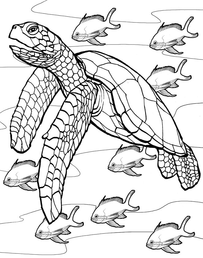 tortoise-and-turtle-coloring-page-0069-q1