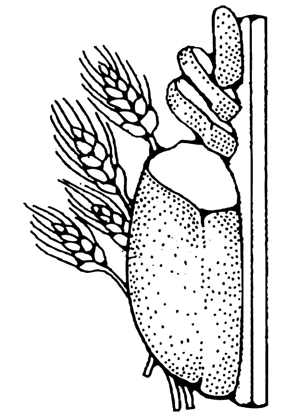 bread-coloring-page-0010-q2