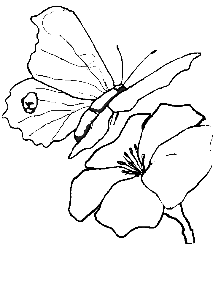 butterfly-coloring-page-0016-q1