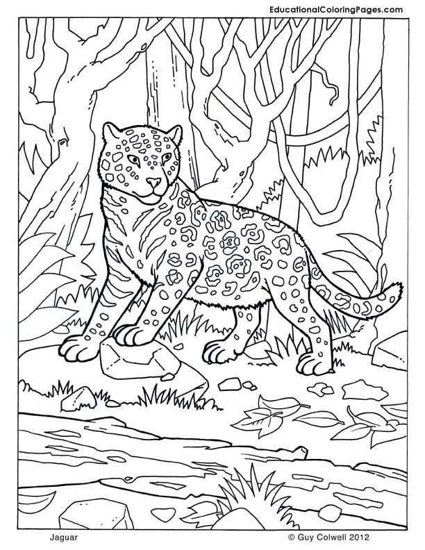 jaguar-coloring-page-0006-q1