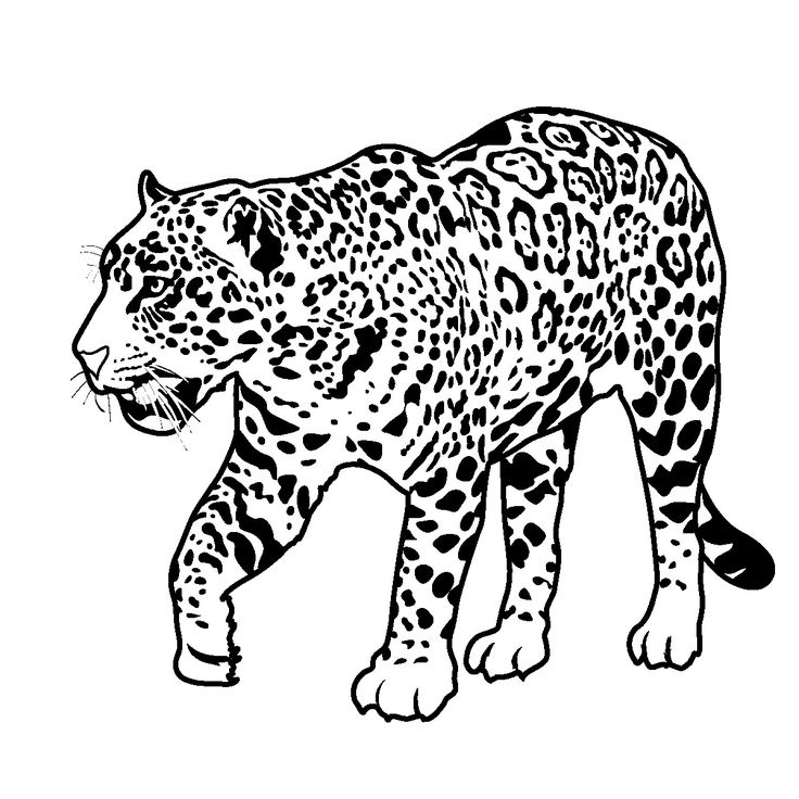 jaguar-coloring-page-0008-q1