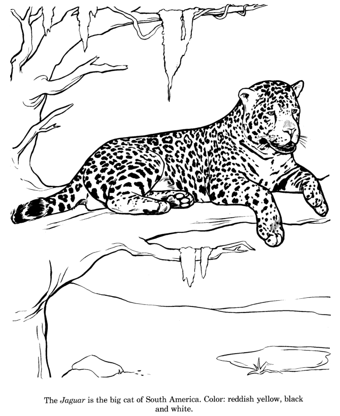 jaguar-coloring-page-0018-q1
