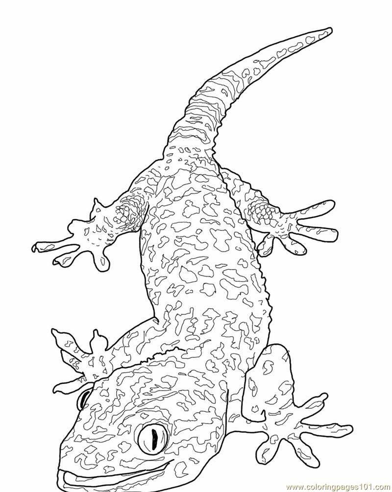lizard-coloring-page-0010-q1