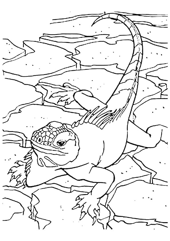 lizard-coloring-page-0014-q2