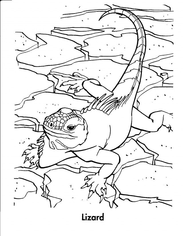lizard-coloring-page-0017-q1